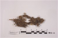 藏品(囊絨蘚)的圖片